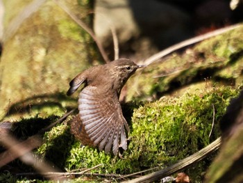 Eurasian Wren Saitama Prefecture Forest Park Wed, 4/10/2024