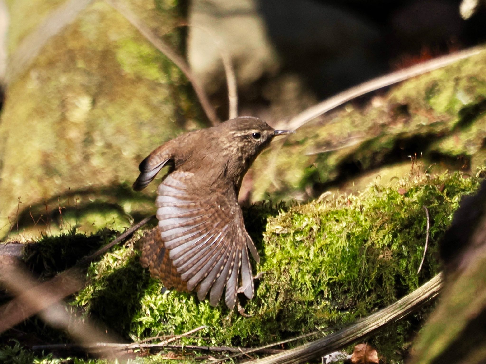 Eurasian Wren