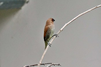 Scaly-breasted Munia ベトナム Sat, 3/30/2024