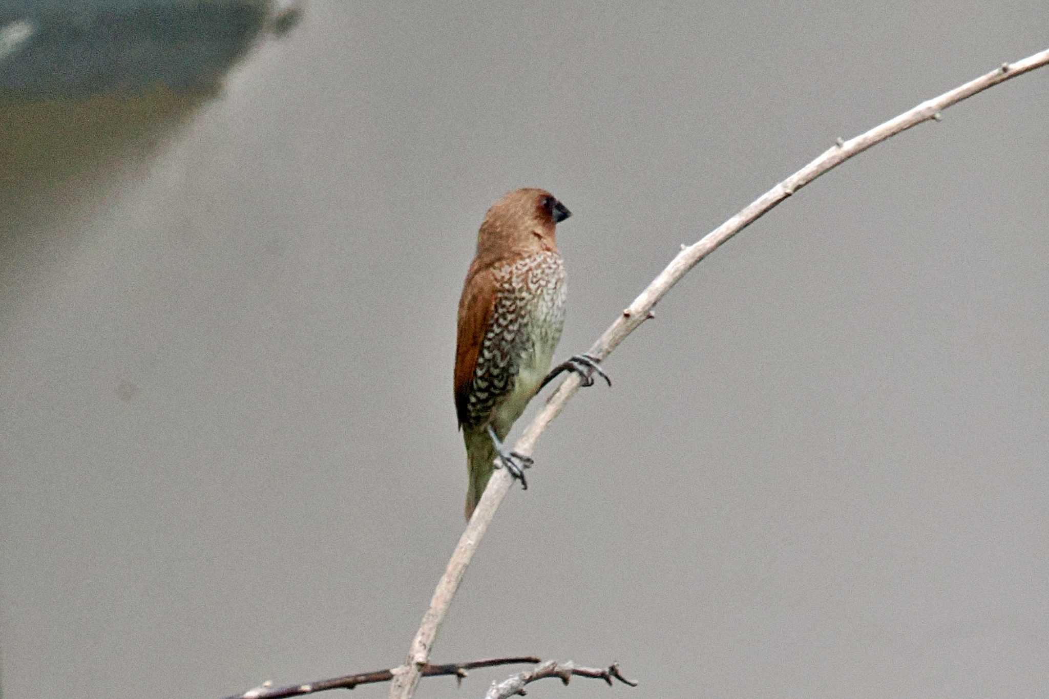 Photo of Scaly-breasted Munia at ベトナム by 藤原奏冥