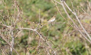 カシラダカ 湖北野鳥センター 2018年12月22日(土)