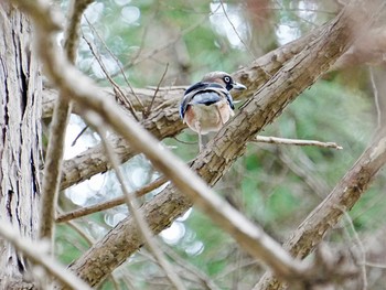 カケス 柏市水生水辺公園 2024年4月8日(月)