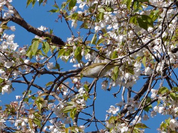 Eastern Crowned Warbler 氷取沢市民の森 Wed, 4/10/2024