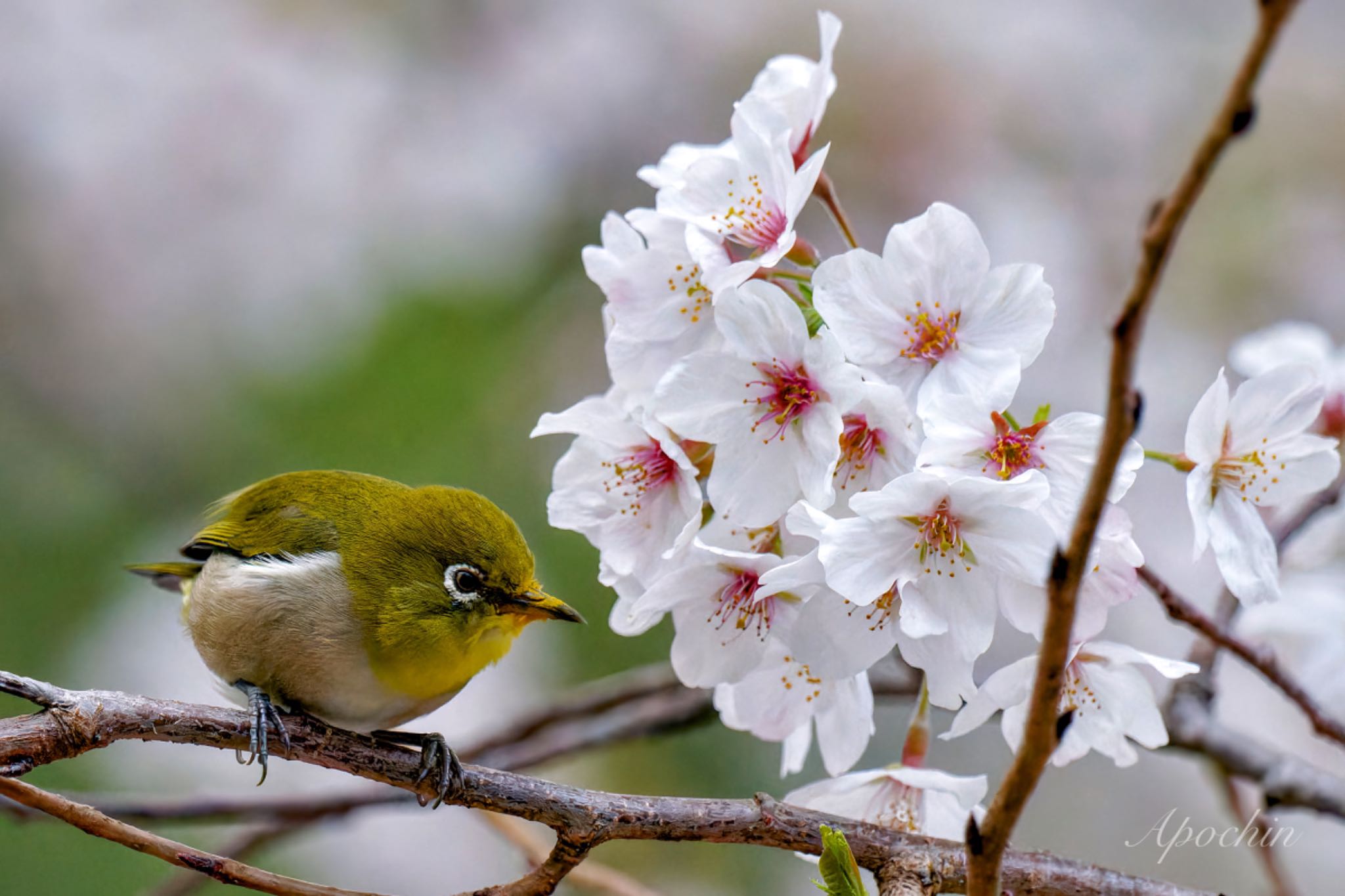 Warbling White-eye