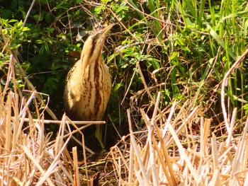 Eurasian Bittern Oizumi Ryokuchi Park Thu, 3/21/2024