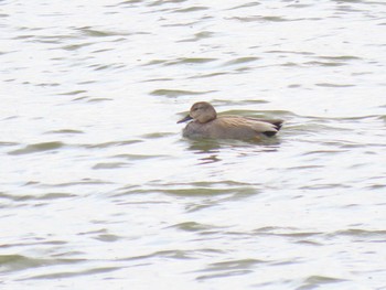 Gadwall Izunuma Sat, 4/6/2024