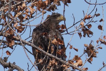 White-tailed Eagle 石狩 茨戸川 Sat, 3/16/2024