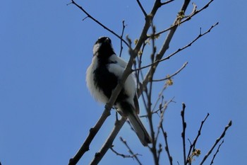 Japanese Tit Asaba Biotope Wed, 4/10/2024