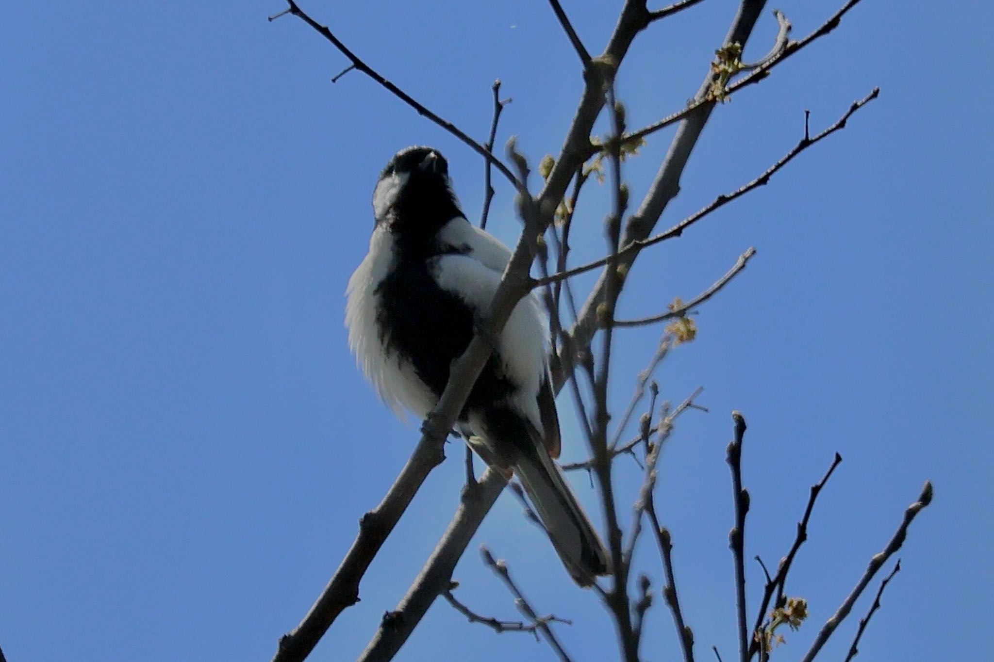 Japanese Tit