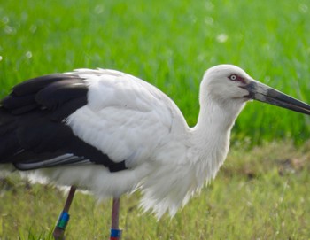 Oriental Stork 愛知県愛西市 Sat, 4/6/2024