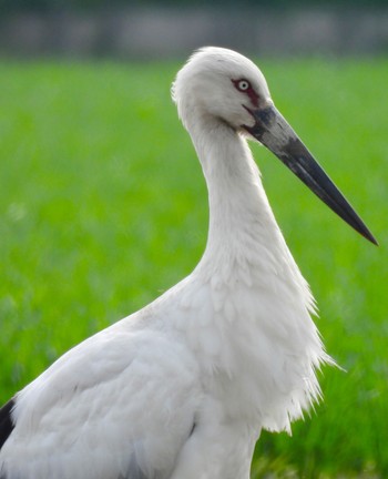 Oriental Stork 愛知県愛西市 Sat, 4/6/2024