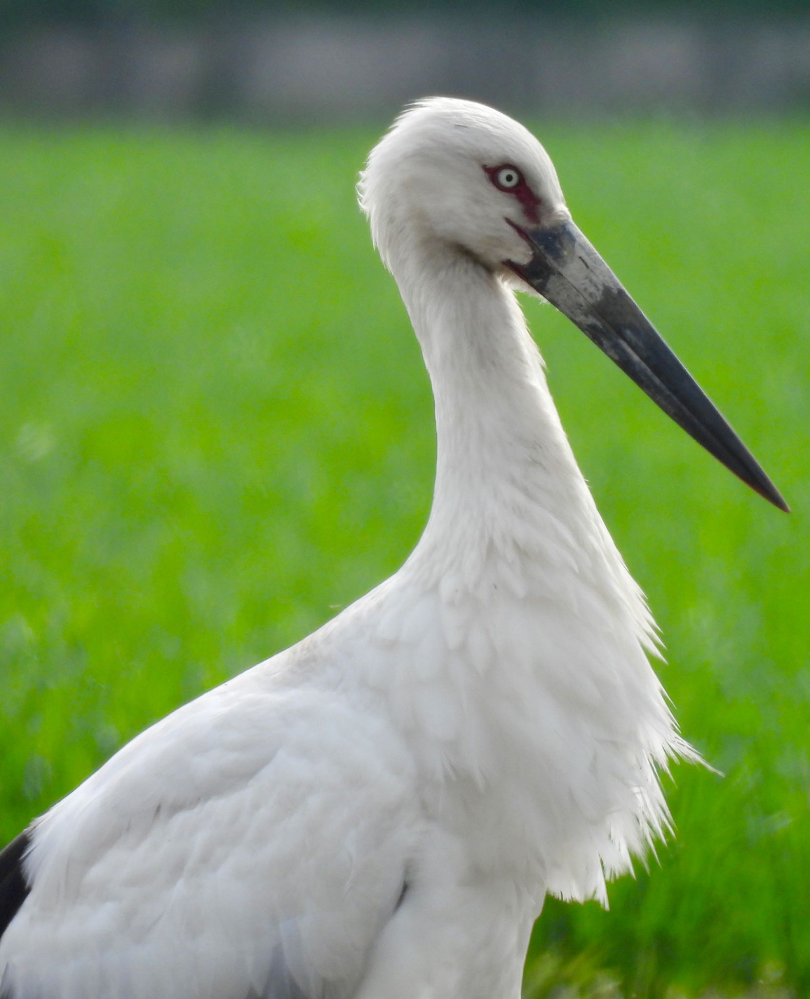 Oriental Stork