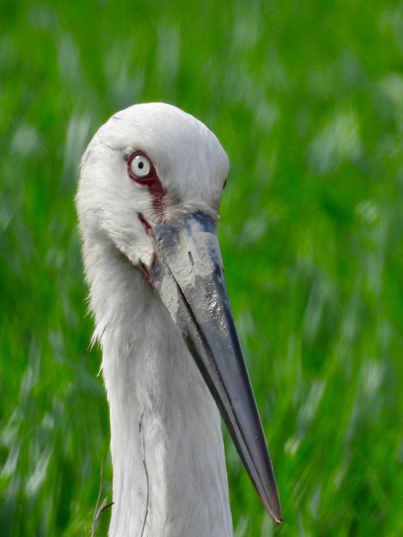 Oriental Stork