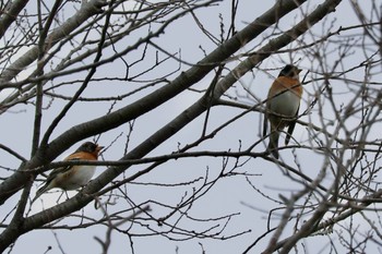 Brambling 見沼自然公園 Sat, 4/6/2024