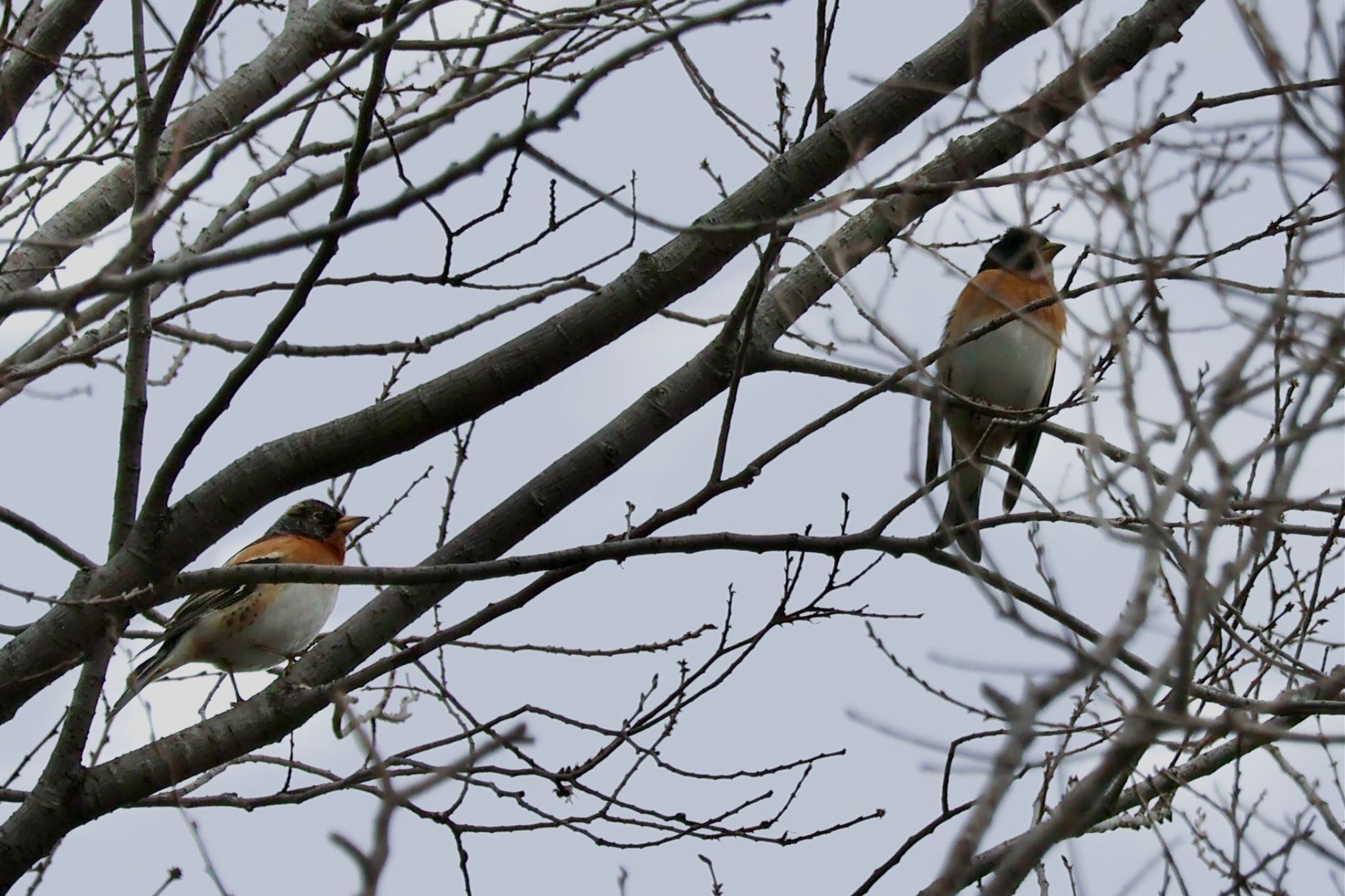 Photo of Brambling at 見沼自然公園 by カバ山PE太郎