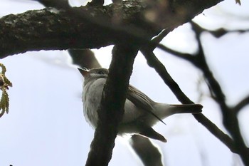 Asian Brown Flycatcher Akigase Park Sat, 4/6/2024