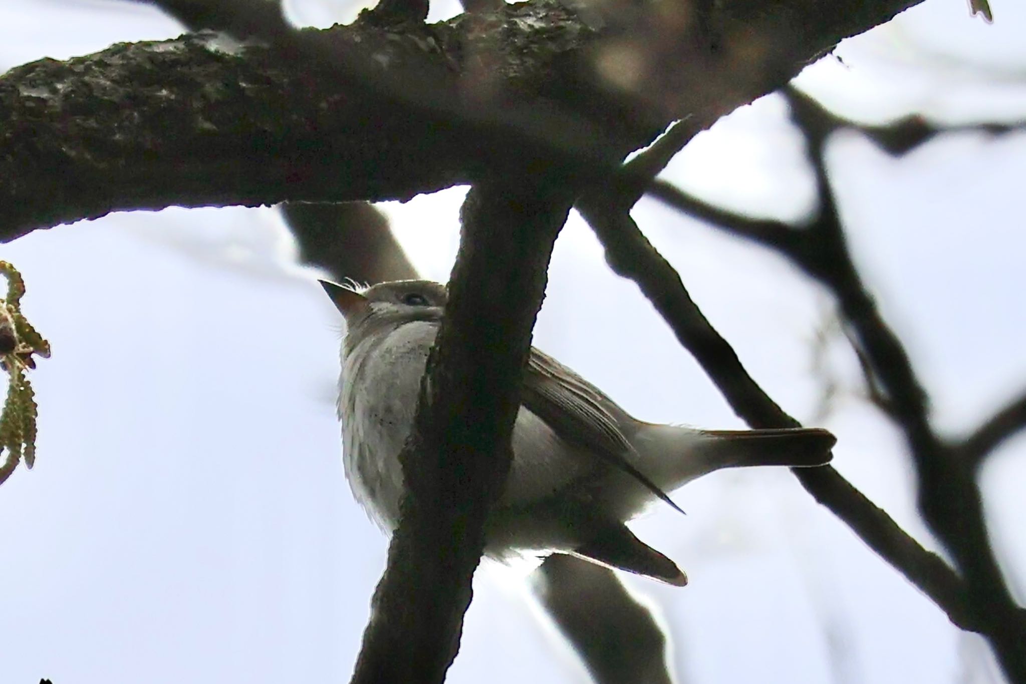 Photo of Asian Brown Flycatcher at Akigase Park by カバ山PE太郎