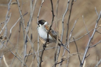 Common Reed Bunting 石狩川河口付近 Wed, 4/10/2024