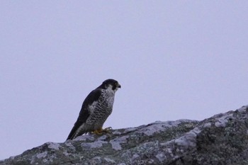 Sun, 3/24/2024 Birding report at 大瀬海岸(奄美大島)