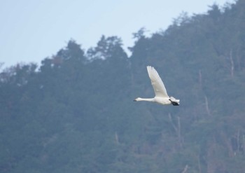 コハクチョウ 湖北野鳥センター 2018年12月22日(土)