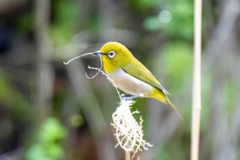 Warbling White-eye 木瀬ダム(愛知県 豊田市) Sat, 4/6/2024