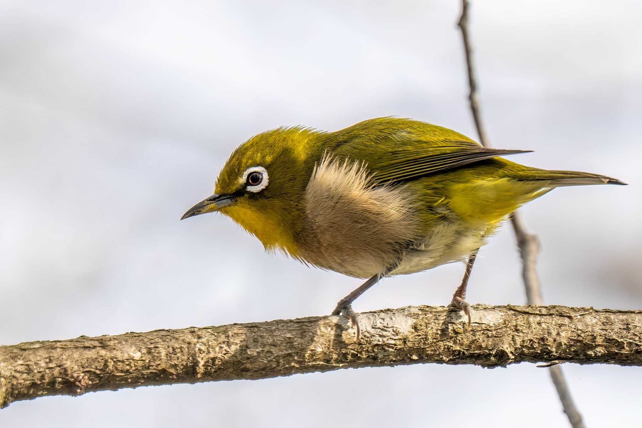 Photo of Warbling White-eye at 愛知県緑化センター 昭和の森 by porco nero