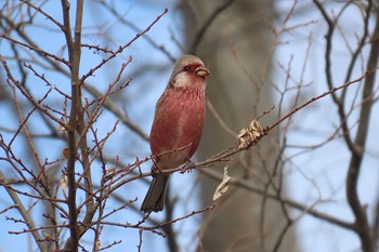 Siberian Long-tailed Rosefinch 彩湖 Sat, 2/17/2024