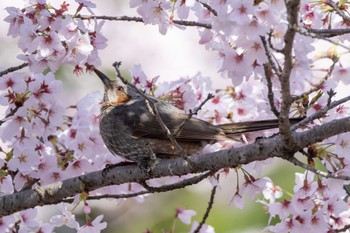 Brown-eared Bulbul 千波湖 Wed, 4/10/2024