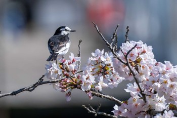 White Wagtail 千波湖 Wed, 4/10/2024