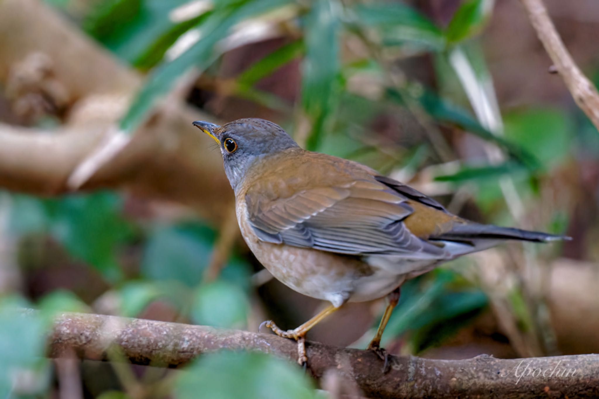 Photo of Pale Thrush at 真鶴岬 by アポちん