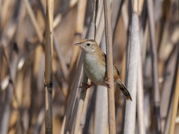 Zitting Cisticola 多摩川 Sat, 3/30/2024