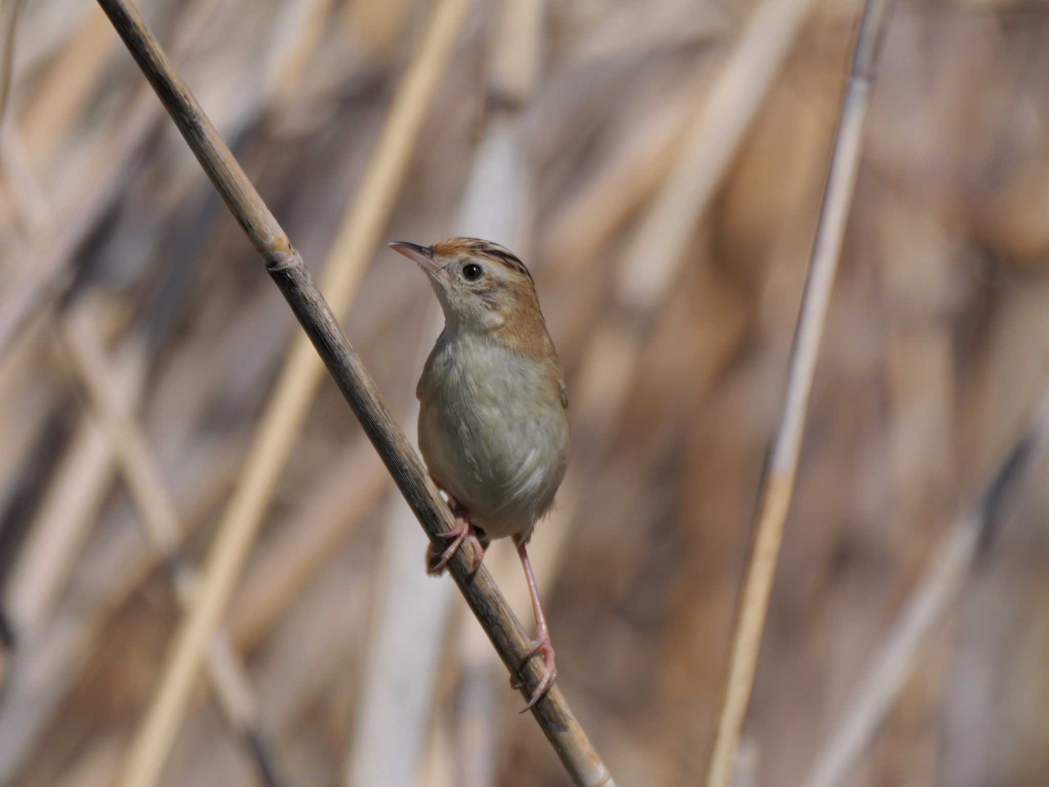 多摩川 セッカの写真 by little birds