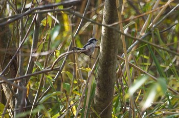 エナガ 湖北野鳥センター 2018年12月22日(土)