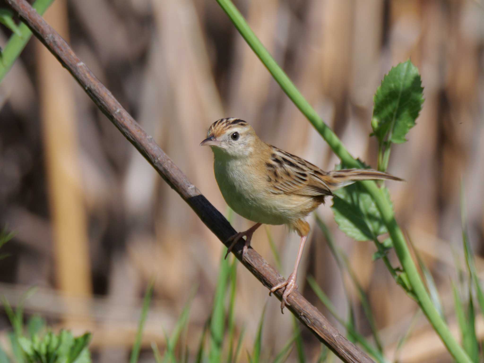 セッカ・メス3態。　　（原画です） by little birds