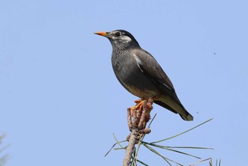 White-cheeked Starling 愛知県 Sun, 3/31/2024