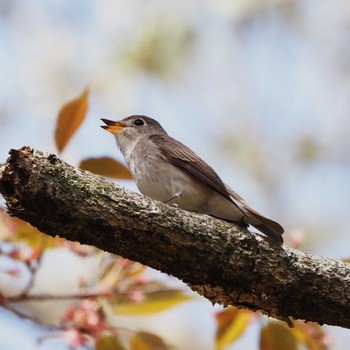 Asian Brown Flycatcher 姫路市自然観察の森 Wed, 4/10/2024