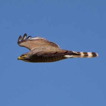 Grey-faced Buzzard 岩手県 Wed, 4/10/2024