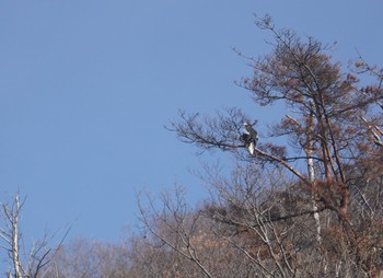 オオワシ 湖北野鳥センター 2018年12月22日(土)