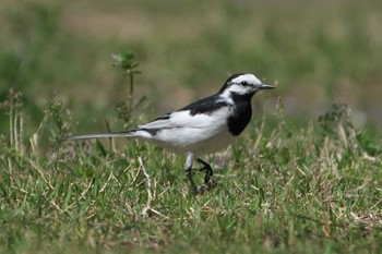 White Wagtail 池子の森自然公園 Wed, 4/10/2024