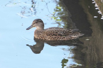 コガモ 池子の森自然公園 2024年4月10日(水)