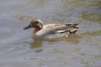 コガモ 池子の森自然公園 2024年4月10日(水)