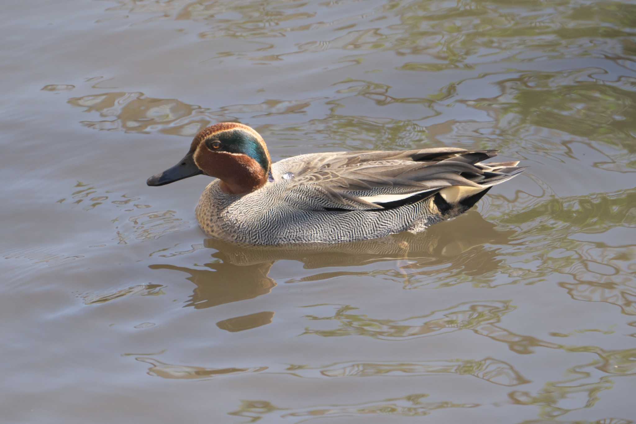 Photo of Eurasian Teal at 池子の森自然公園 by Y. Watanabe