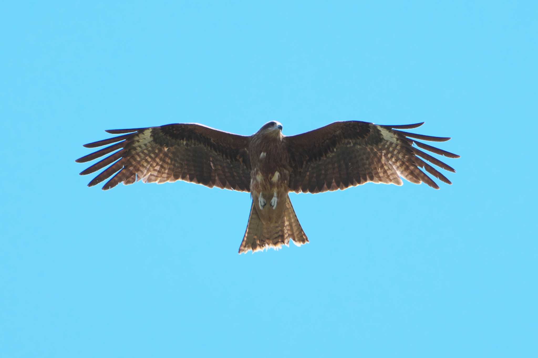 Photo of Black Kite at 池子の森自然公園 by Y. Watanabe