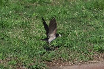 Barn Swallow 池子の森自然公園 Wed, 4/10/2024