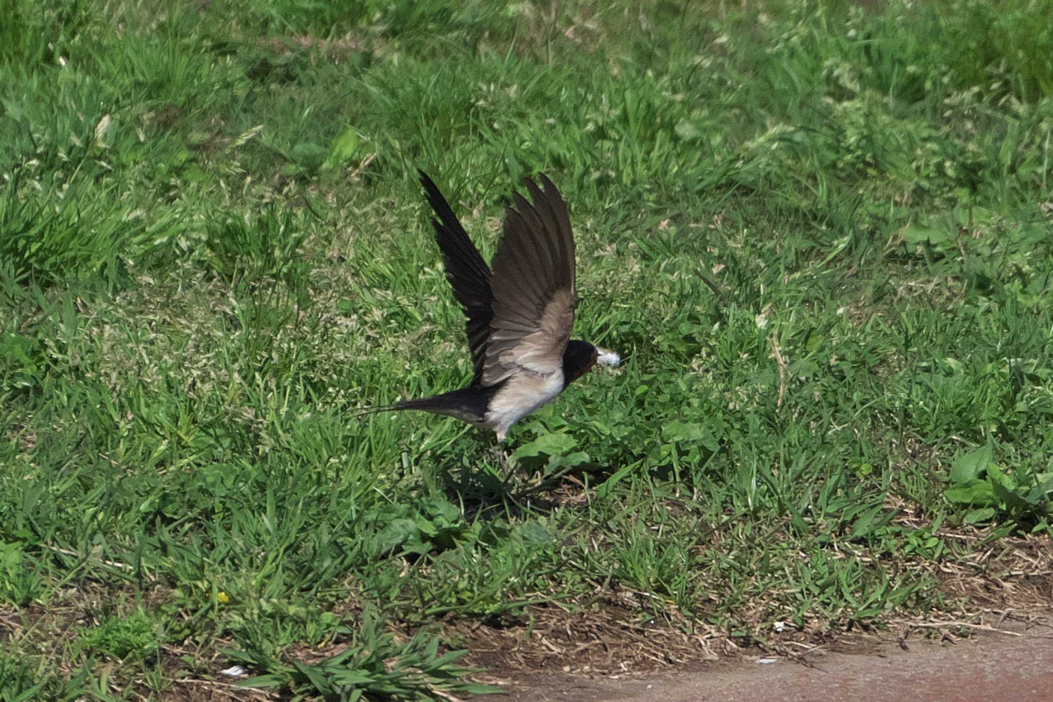 Photo of Barn Swallow at 池子の森自然公園 by Y. Watanabe