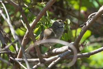 Japanese Bush Warbler 池子の森自然公園 Wed, 4/10/2024