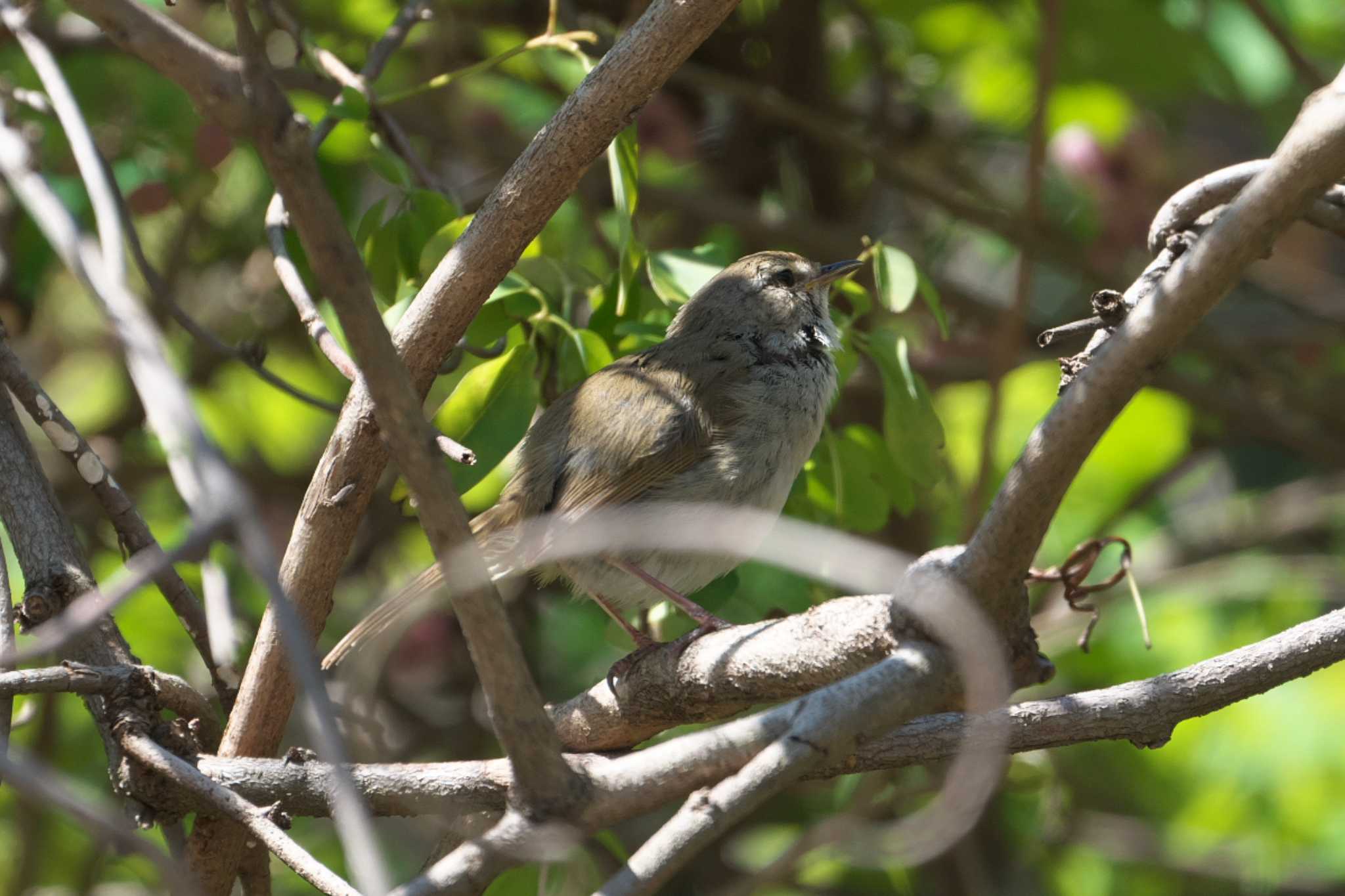 Photo of Japanese Bush Warbler at 池子の森自然公園 by Y. Watanabe