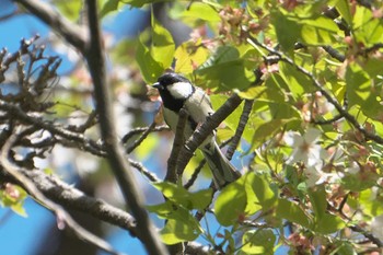 Japanese Tit 池子の森自然公園 Wed, 4/10/2024