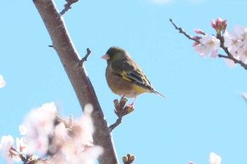 Grey-capped Greenfinch 池子の森自然公園 Wed, 4/10/2024