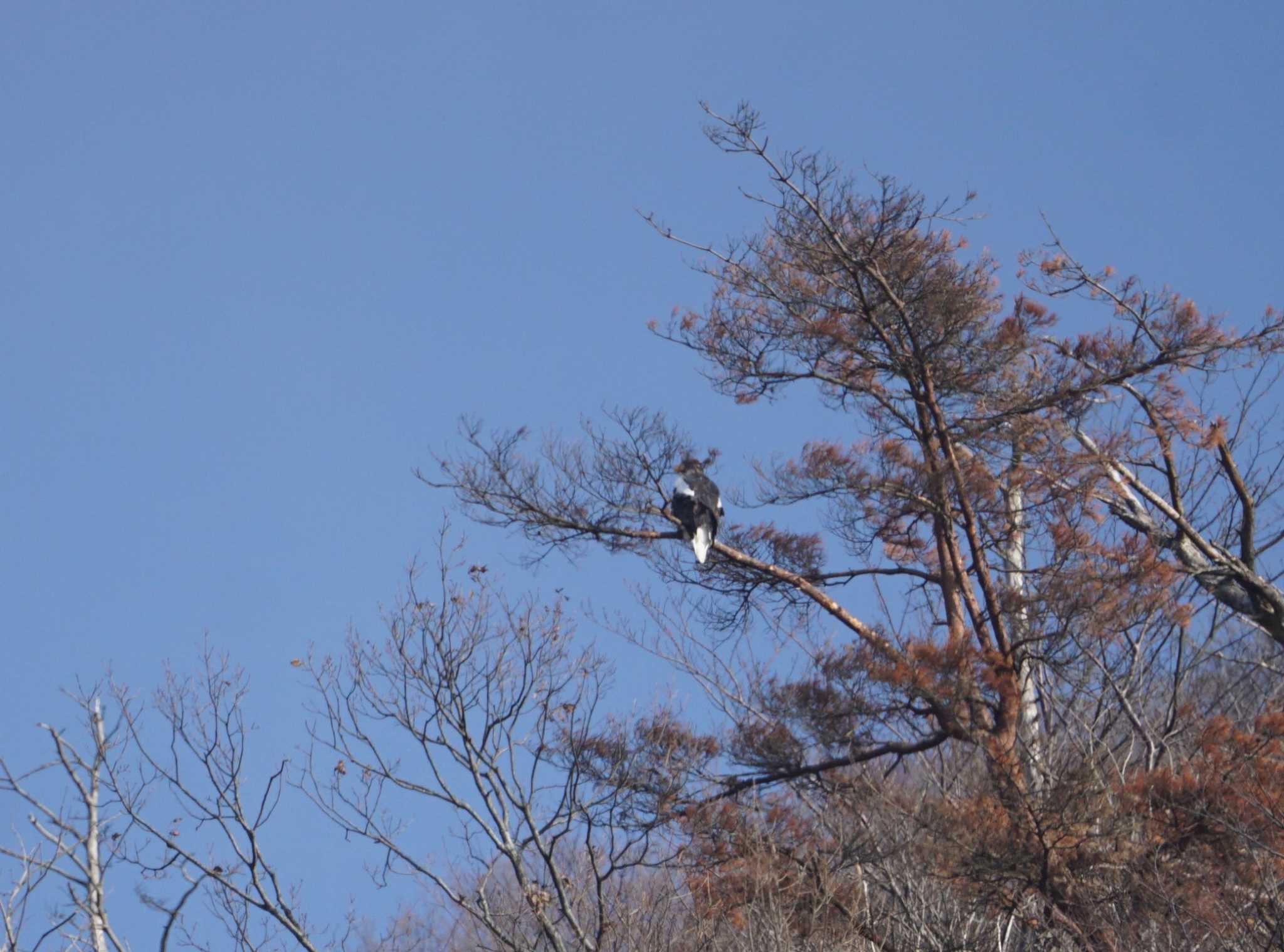 湖北野鳥センター オオワシの写真 by マル